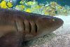  Sea Life Shark Weeks 2012: wie vermeintliche Feinde zu Freunden werden